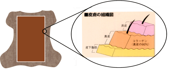 皮膚の組織図