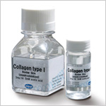 コラーゲンタイプⅠ Collagen type Ⅰ