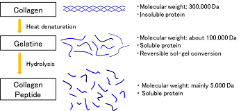 What is collagen peptide? What is collagen peptide?