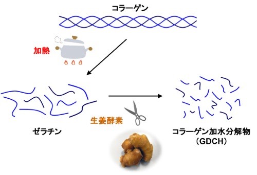 研究レポート バイオマトリックス研究所